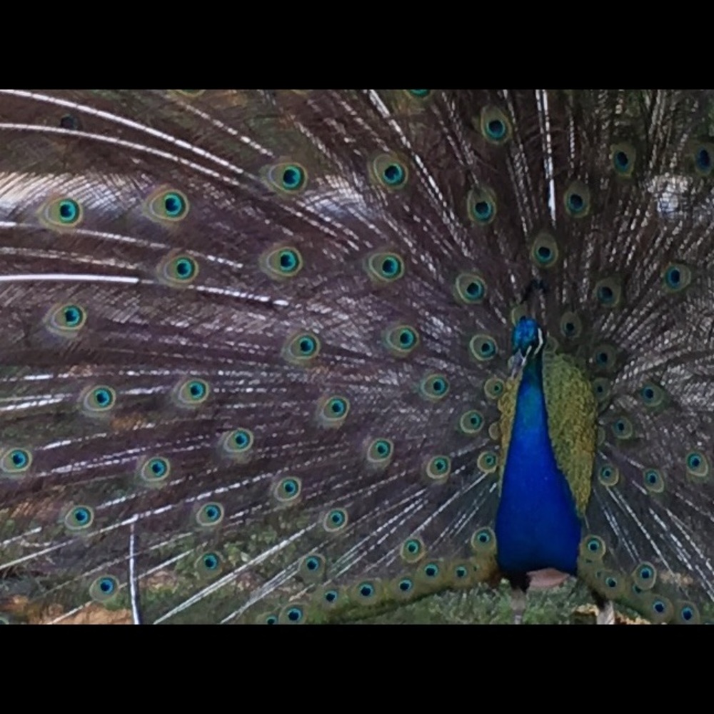 Meet your Posher, Kat